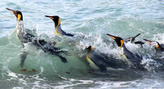 Pinguins rei enfrentam as ondas da praia de Gold Harbour, na Geórgia do Sul (foto de Alison Metherell)